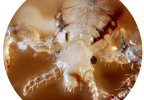 Close up of an adult louse
