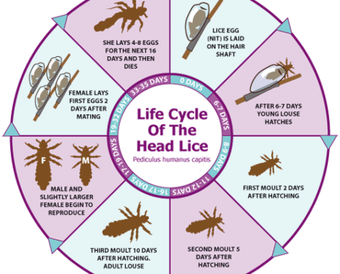 Lice Cycle of the Head Lice