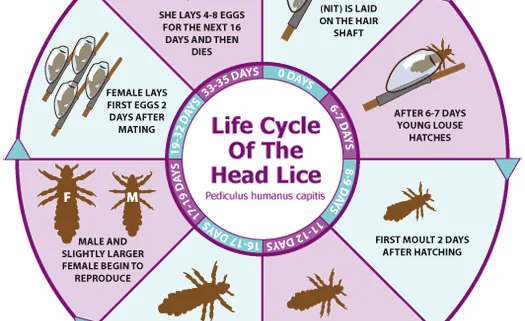 Lice Cycle of the Head Lice