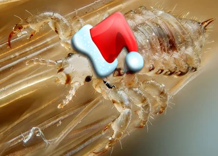 Close up image of a head louse wearing a santa hat