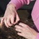 Woman picking through her daughters hair looking for lice