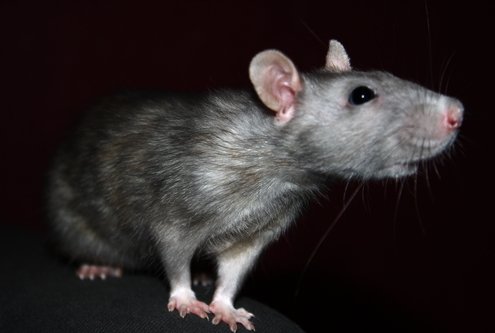 Close up of a rat